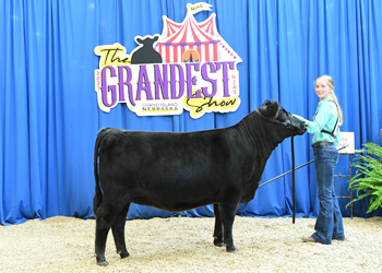 Owned Heifer Class 19