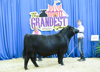Bred-and-owned Bull Class 9