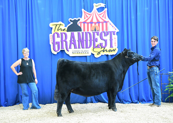 Bred-and-owned Heifer Class 19