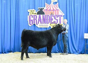 Steer Class 5