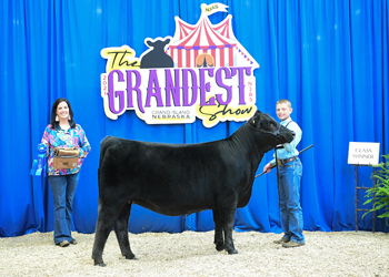 Bred-and-owned Heifer Class 4