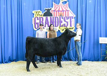 Owned Heifer Class 12