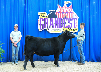 Bred-and-owned Heifer Class 9