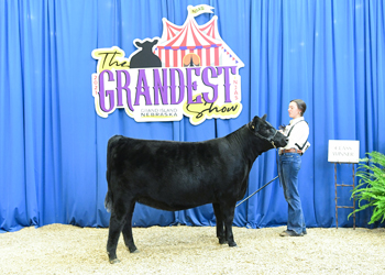 Owned Heifer Class 11