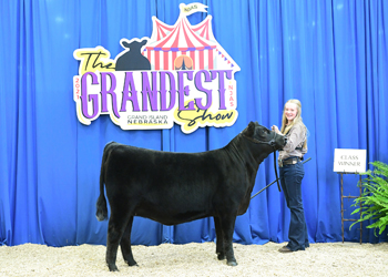 Bred-and-owned Heifer Class 7