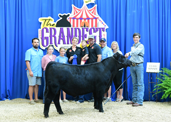 Bred-and-owned Bull Class 1