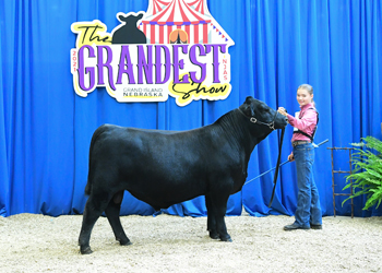Bred-and-owned Bull Class 4