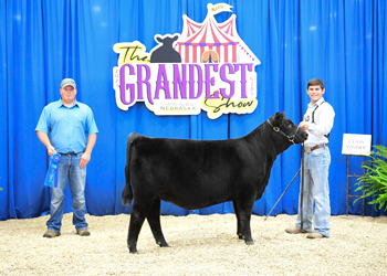 Bred-and-owned Heifer Class 2