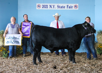 Grand Champion Bull