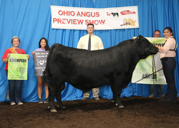Reserve Grand Champion Bull