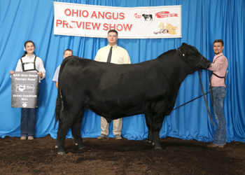 Grand Champion Bull