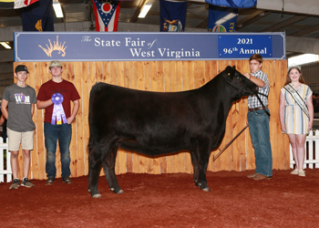 Junior Champion Heifer