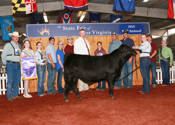 Grand Champion Bull