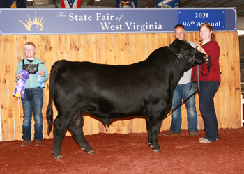 Intermediate Champion Bull
