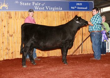 Intermediate Champion Heifer