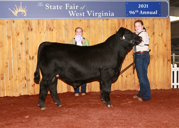 Reserve Senior Bull Calf Champion