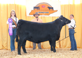 Bred-and-owned Junior Champion Heifer