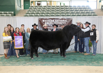 Grand Champion Bull