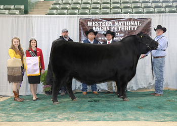 Reserve Grand Champion Bull
