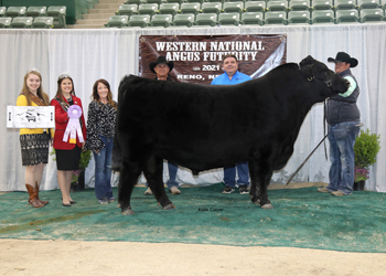 Reserve Senior Champion Bull