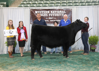 Reserve Intermediate Champion Heifer