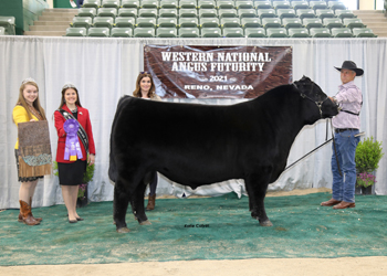 Intermediate Champion Bull