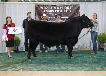 Reserve Intermediate Champion Bull