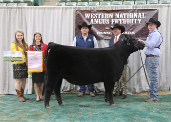 Reserve Grand Champion Female