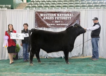 Reserve Early Junior Bull Calf Champion