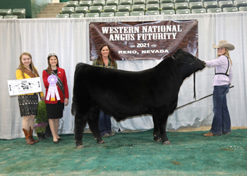 Reserve Late Junior Bull Calf Champion