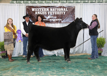 Early Junior Heifer Calf Champion