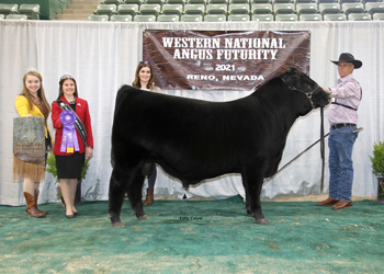Early Junior Bull Calf Champion