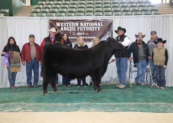 Late Junior Bull Calf Champion