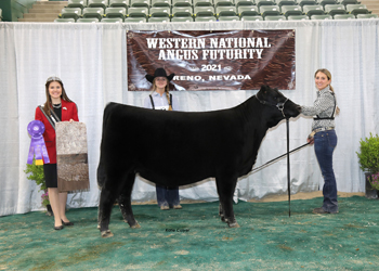Spring Heifer Calf Champion