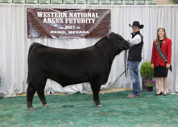 Reserve Summer Bull Calf Champion