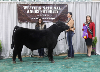 Summer Bull Calf Champion