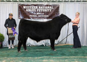 Senior Bull Calf Champion