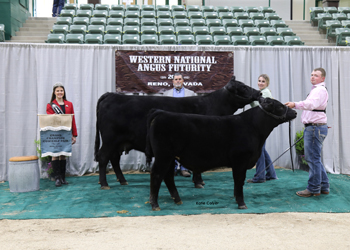 Grand Champion Cow-calf Pair