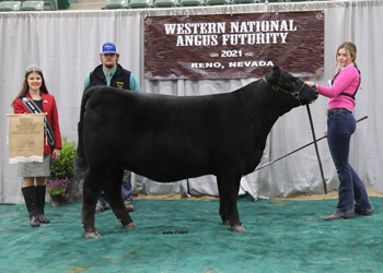 Bred-and-owned Reserve Senior Heifer Calf Champion