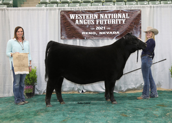 Owned Senior Heifer Calf Champion