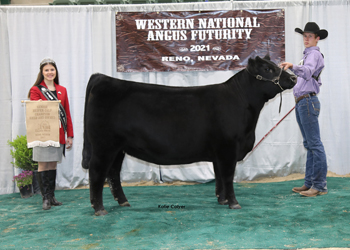 Bred-and-owned Senior Heifer Calf Champion