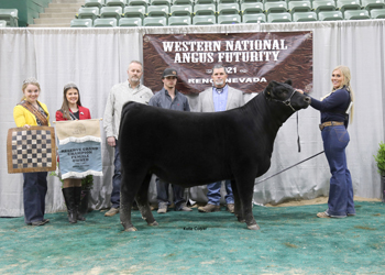 Reserve Grand Champion Owned Female