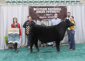 Reserve Grand Champion Steer