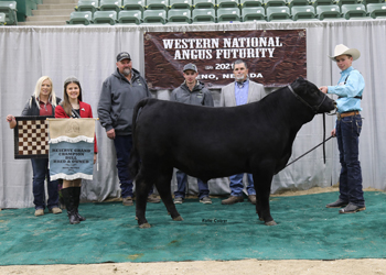 Reserve Grand Champion Bred-and-owned Bull
