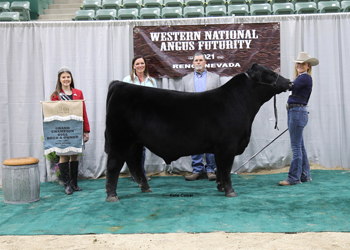 Grand Champion Bred-and-owned Bull