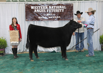 Reserve Late Heifer Calf Champion