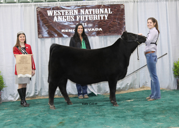 Bred-and-owned Reserve Summer Heifer Calf Champion