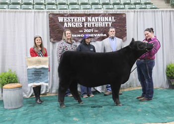 Grand Champion Steer