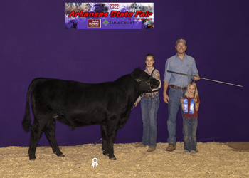 Grand Champion Bred-and-owned Bull