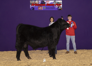 Reserve Grand Champion Bull